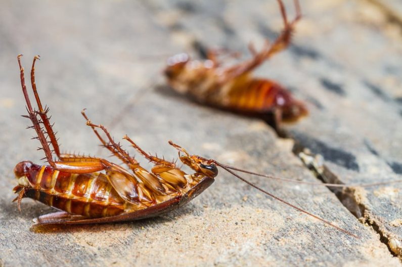 Commercial Pest Control Kansas City MO