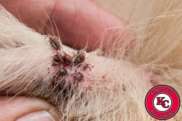 Commercial Pest Control in Kansas City, MO