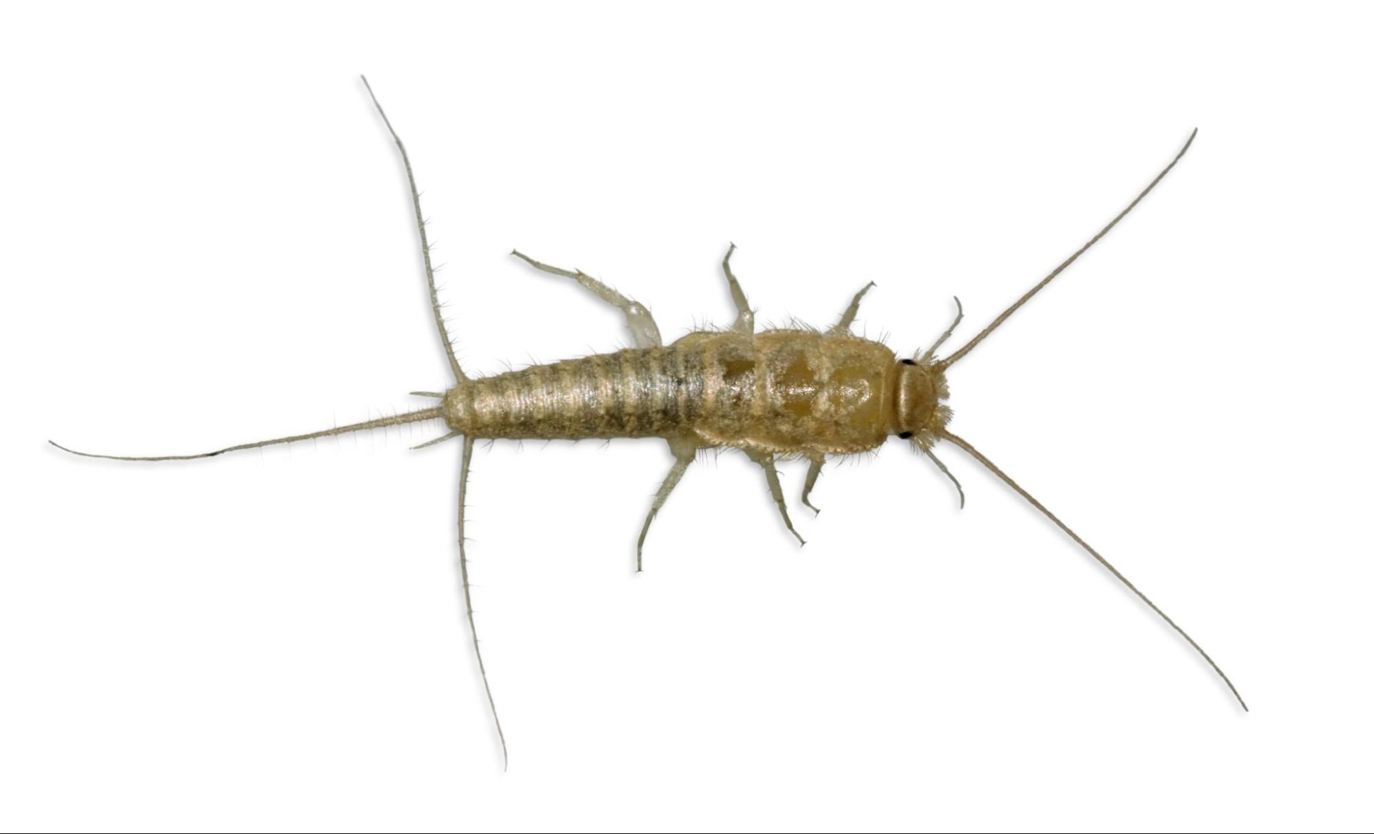 How Big of an Issue Are Silverfish in the Home