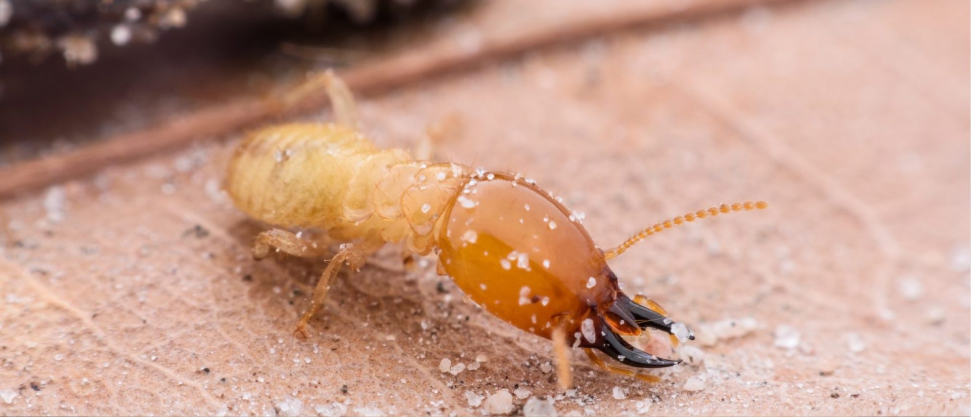 Pest Control Lees Summit MO