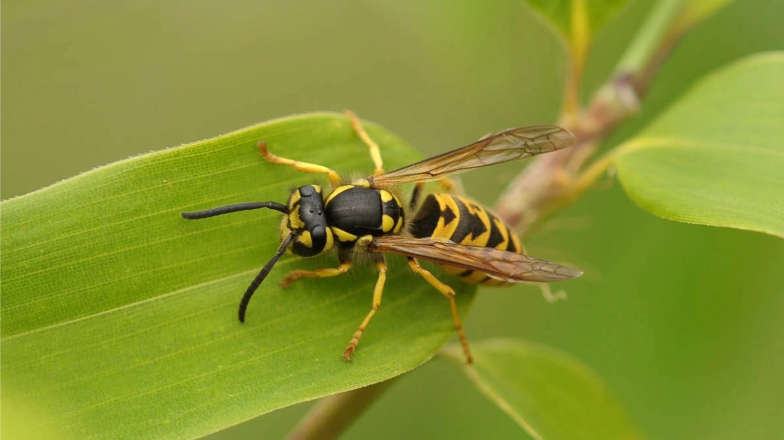 Pest Control in Overland Park, KS