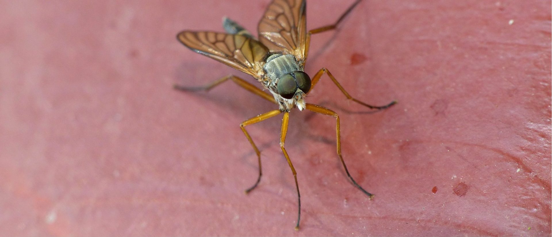 Pest Control near Liberty MO