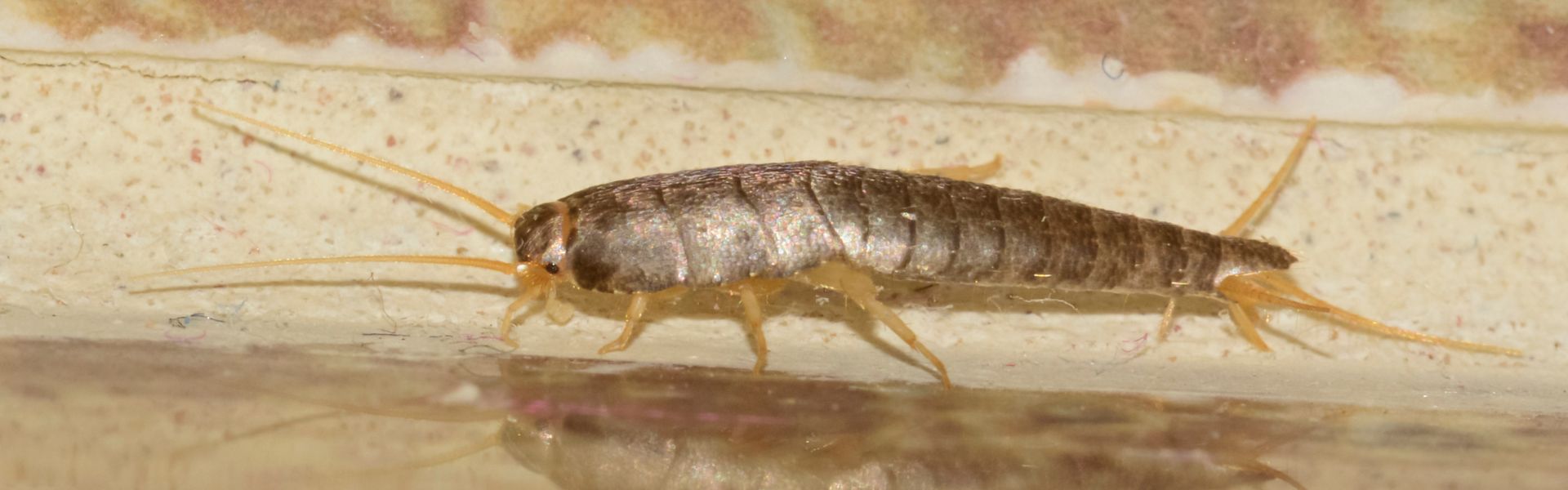 Silverfish Kansas City Pest Control