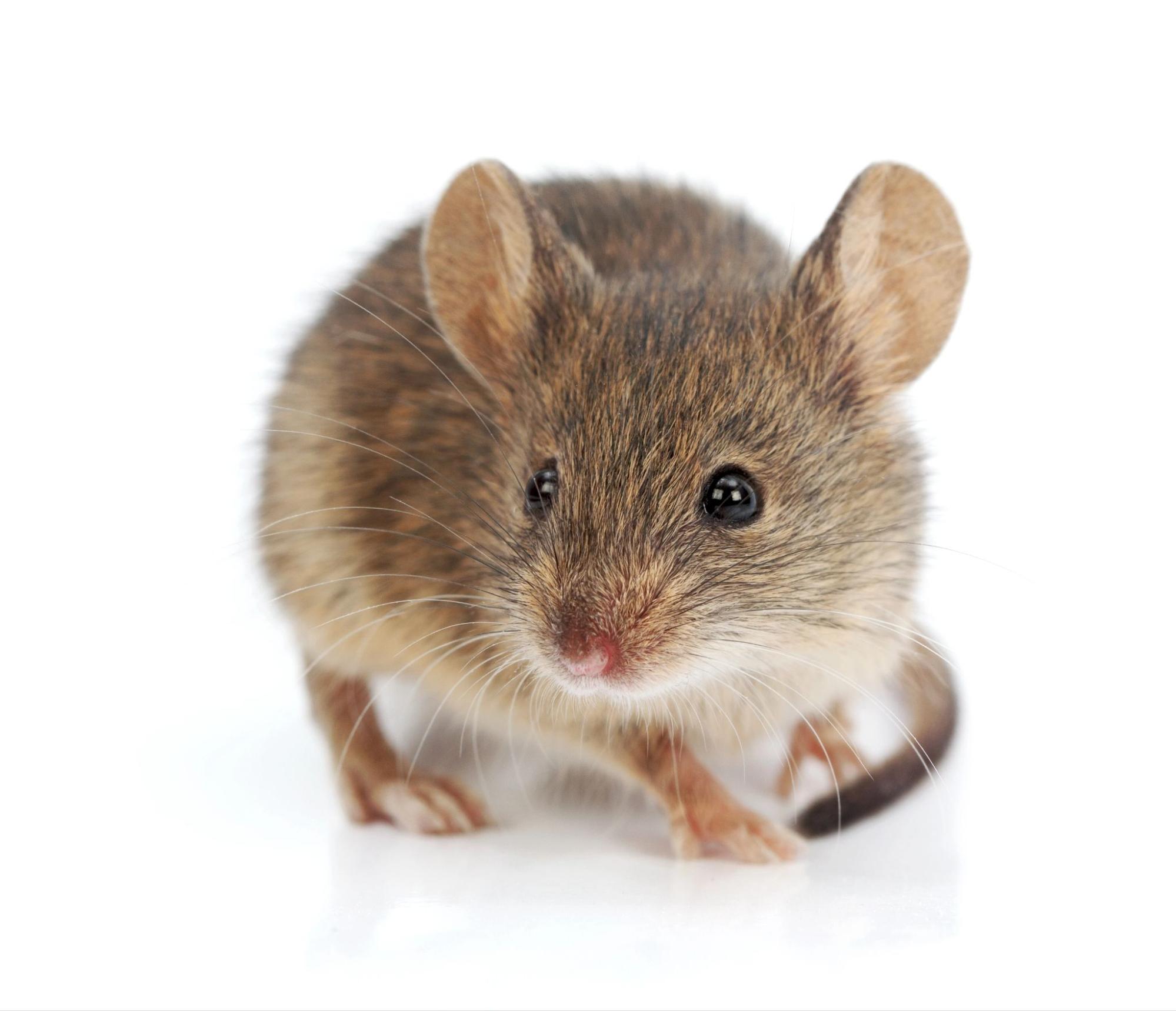 Where Should You Look for Mouse Droppings