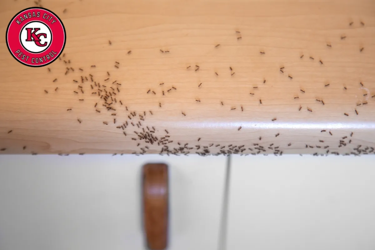 ant infestation