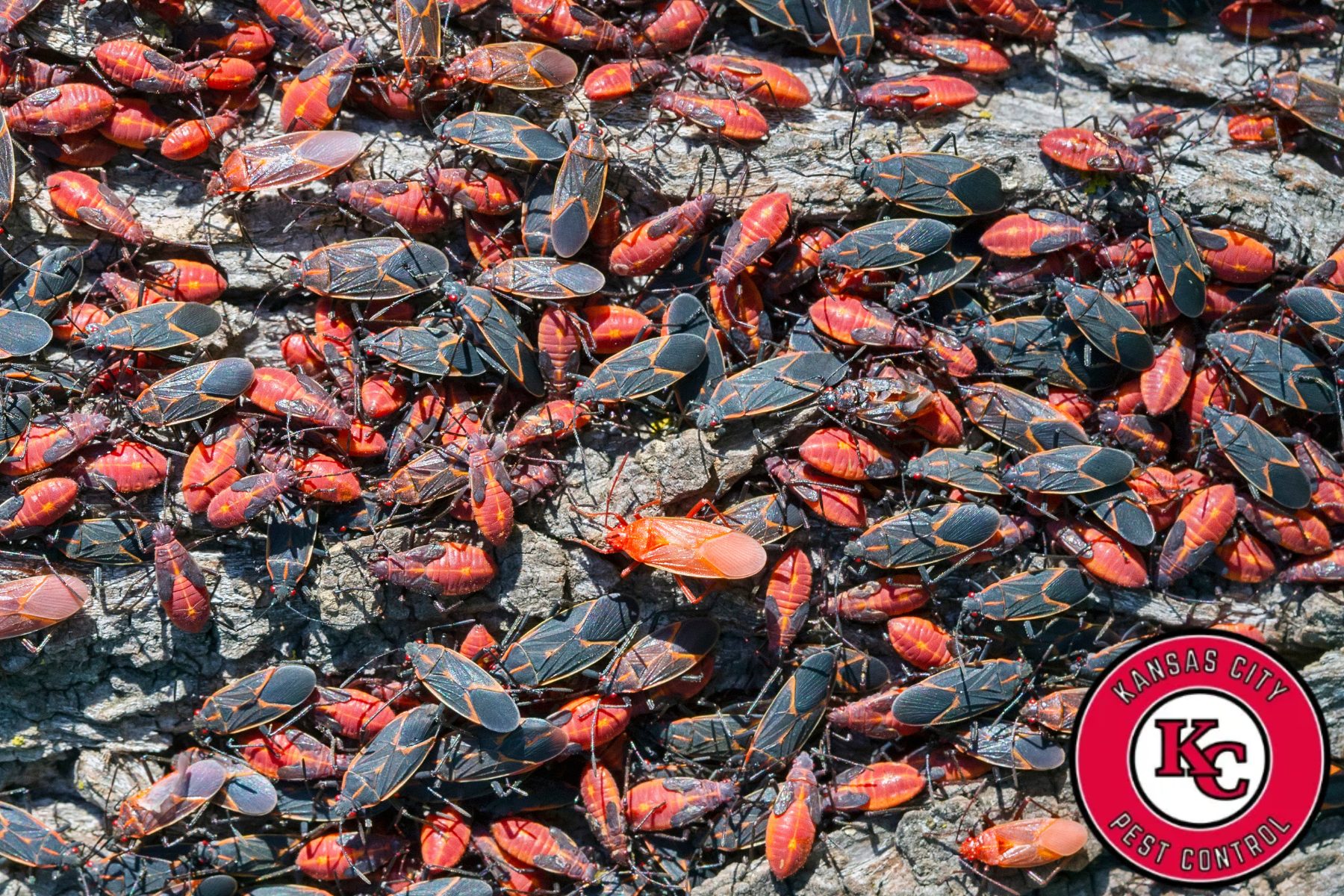 boxelder bugs