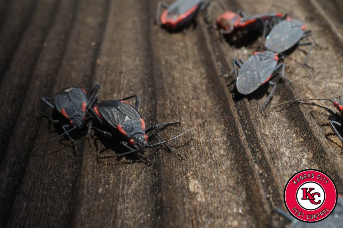 boxelder bugs infestation