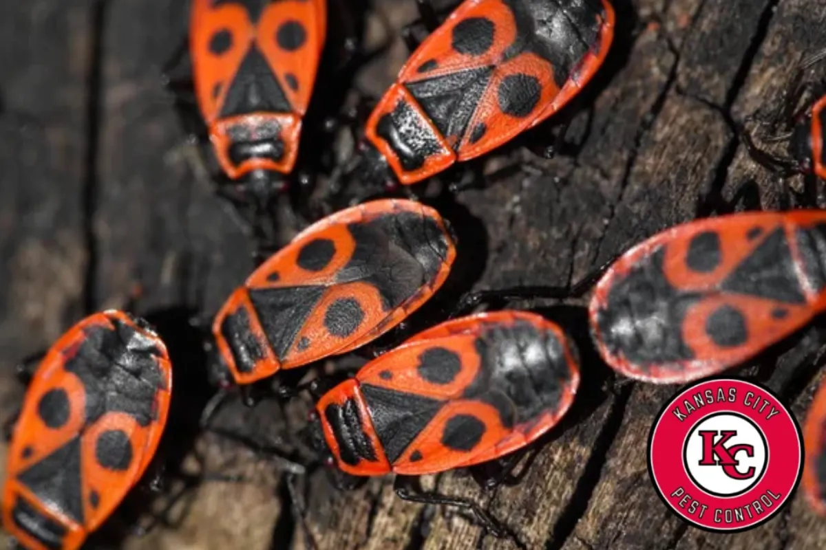 boxelder bugs