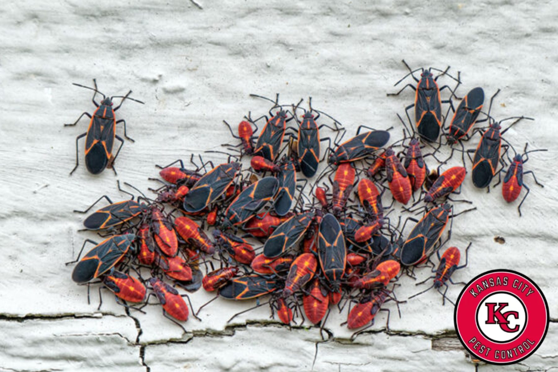 boxelder bugs