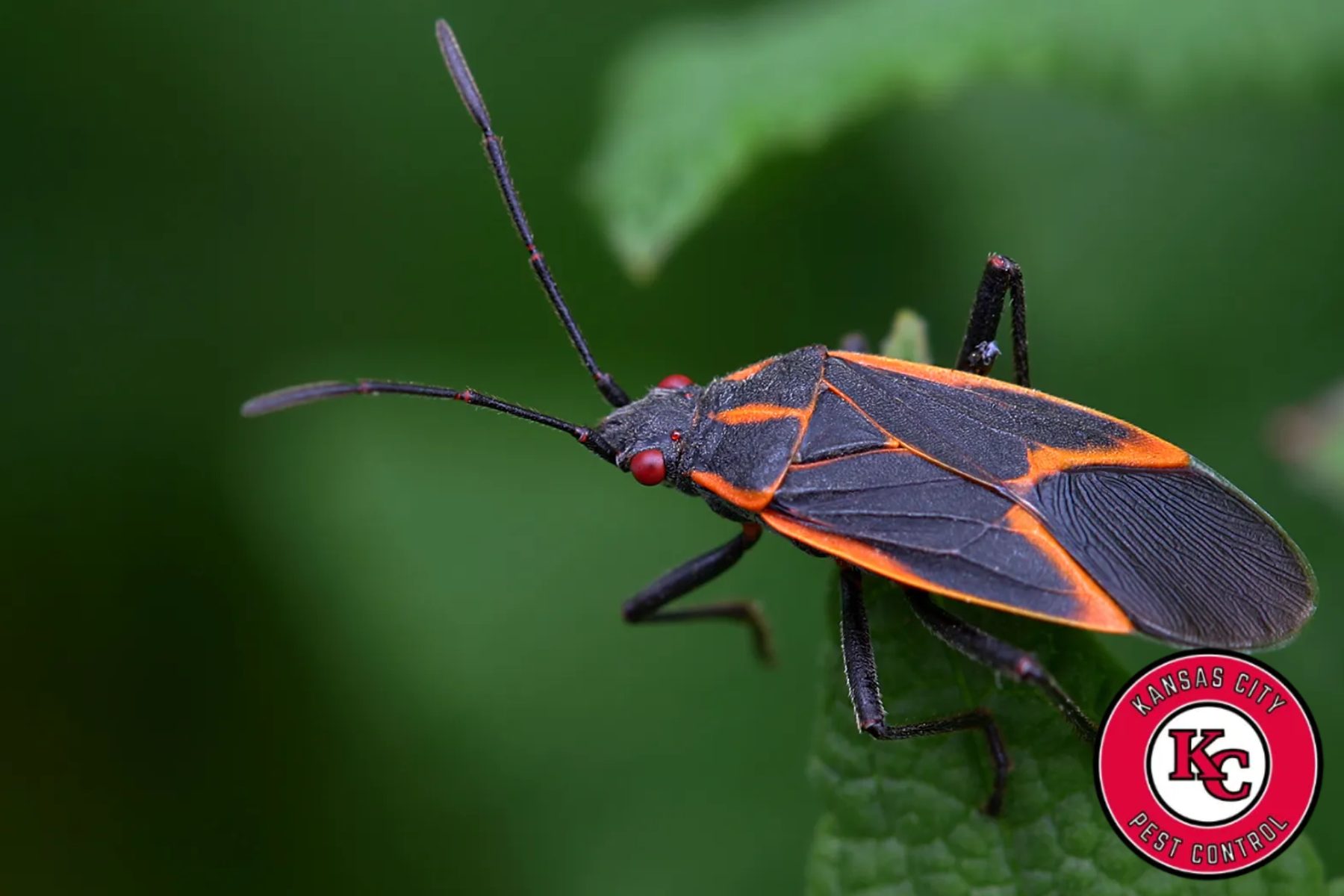 boxelder bugs