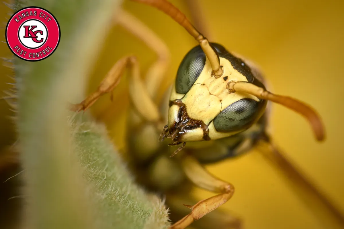 close up on wasp