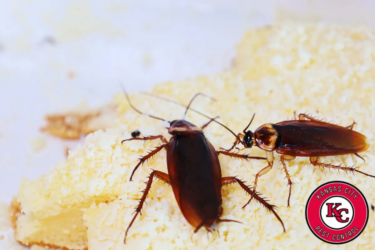 cockroach on food