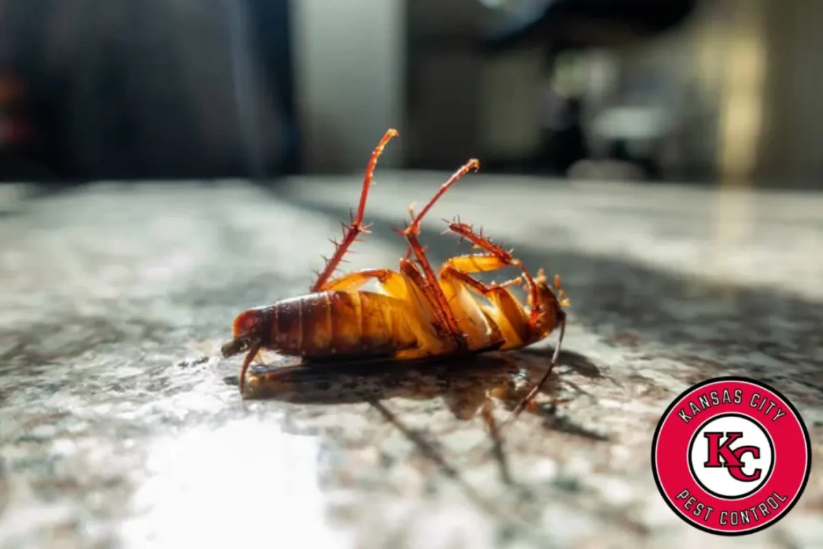 cockroach on the floor