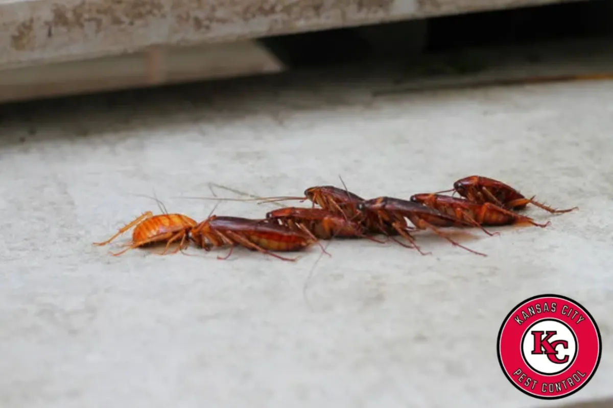 cockroach on the floor