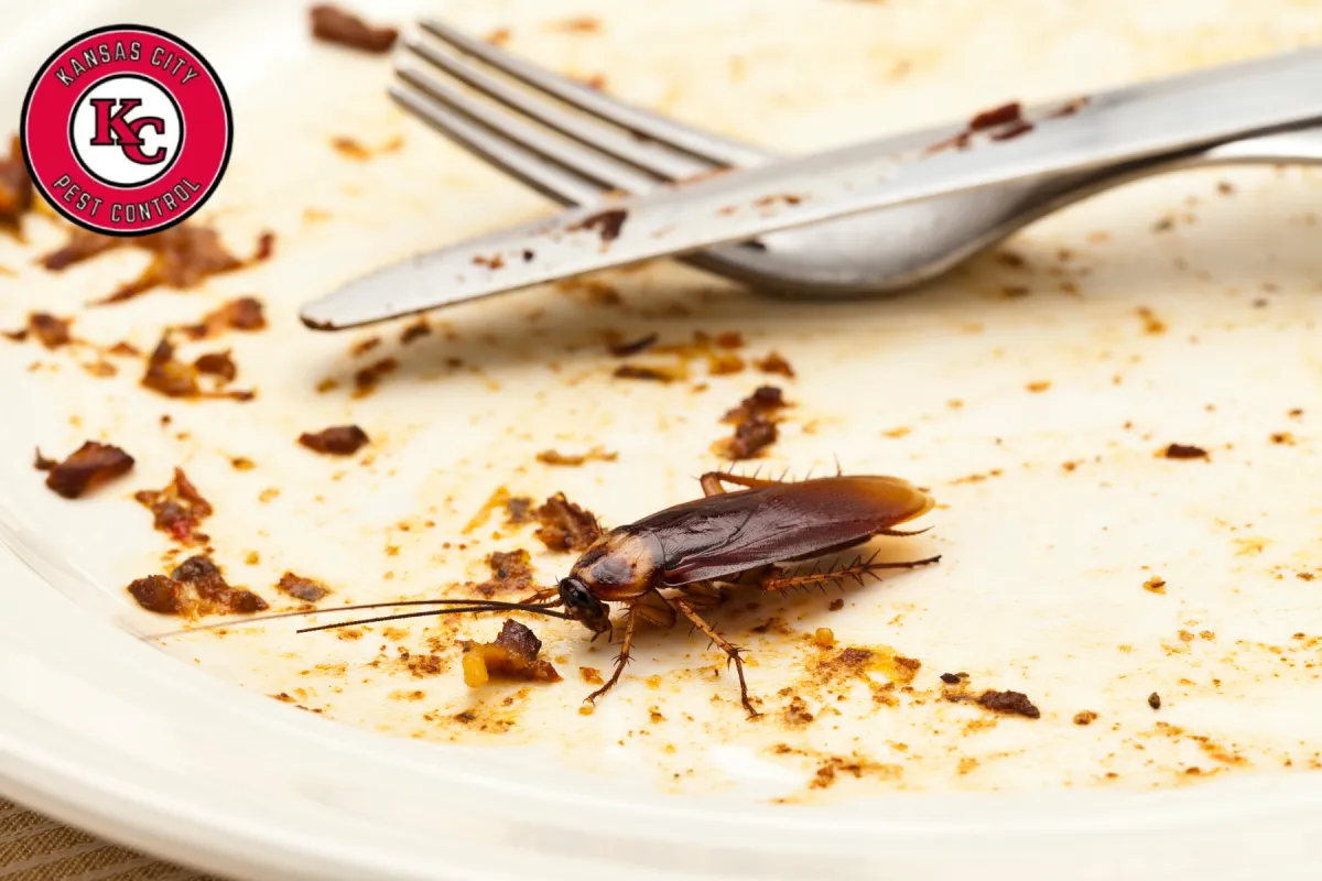 cockroach