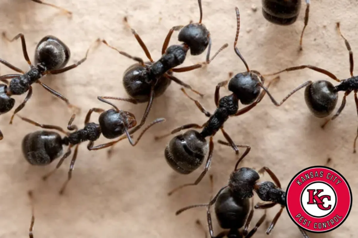 black ants