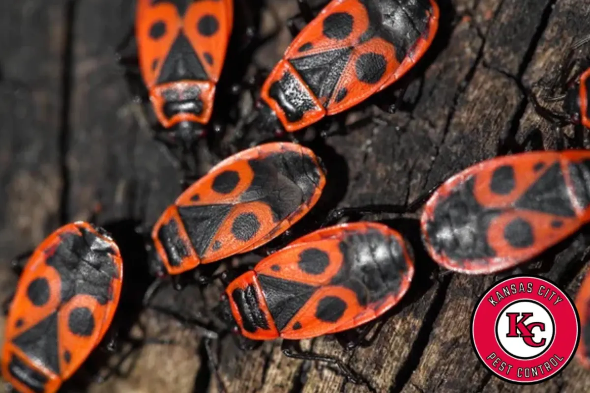 boxelder bug