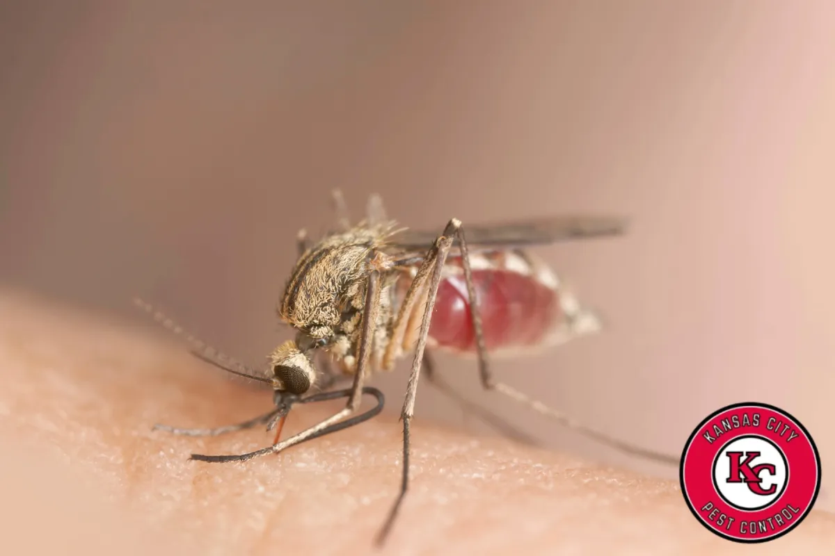 mosquito on the skin