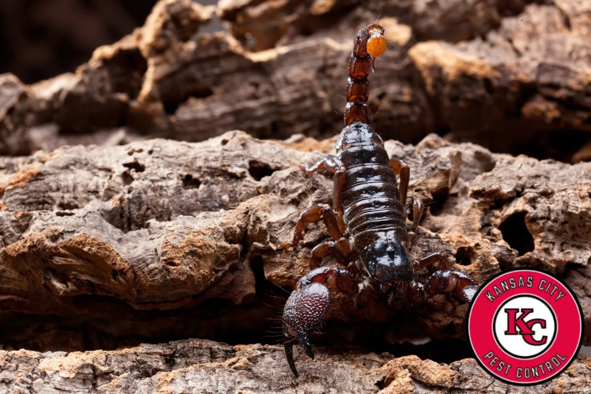 scorpion