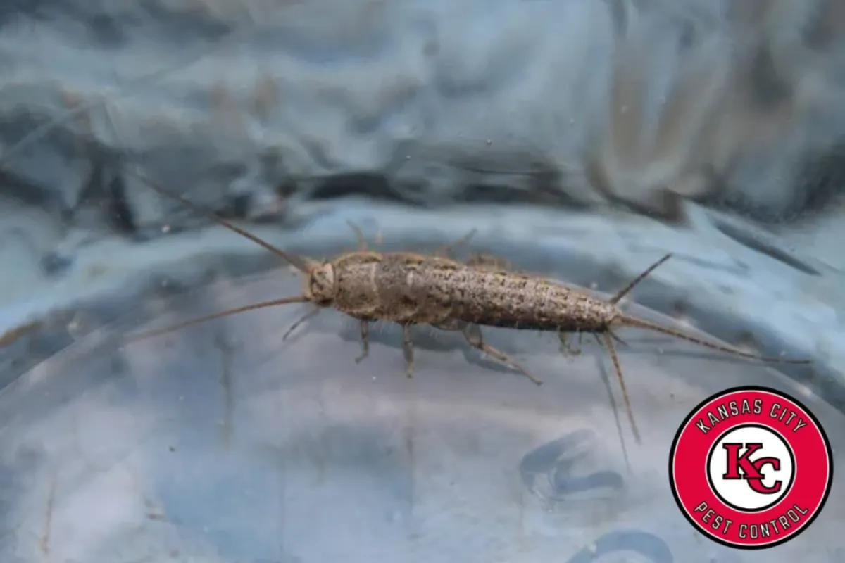 silverfish