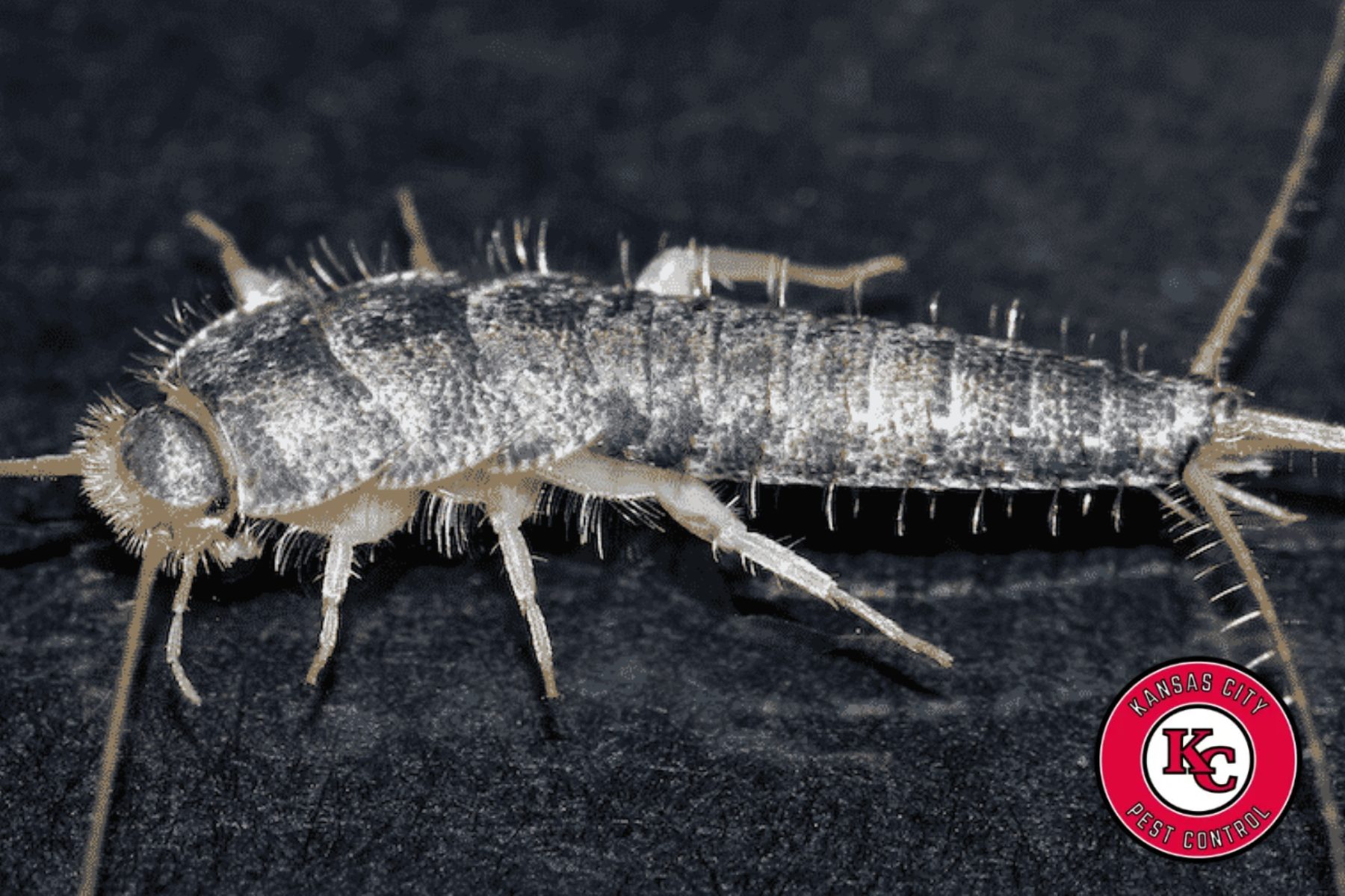 silverfish