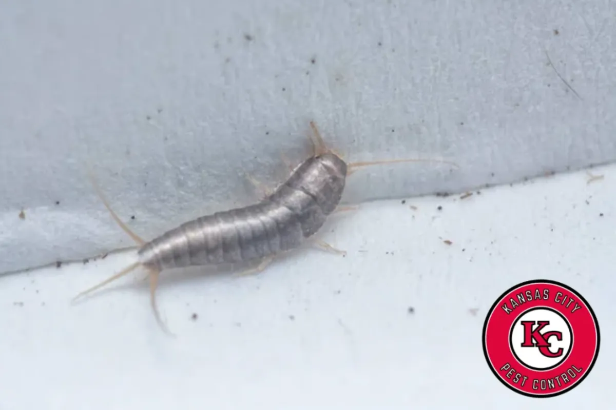 silverfish crawling by the home corridor