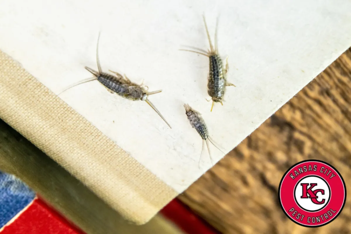 silverfish on papers
