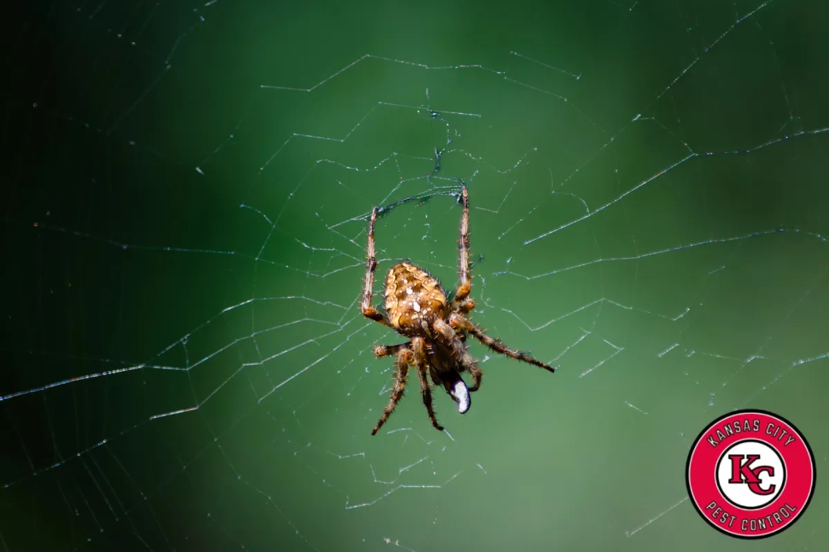 spider in the web