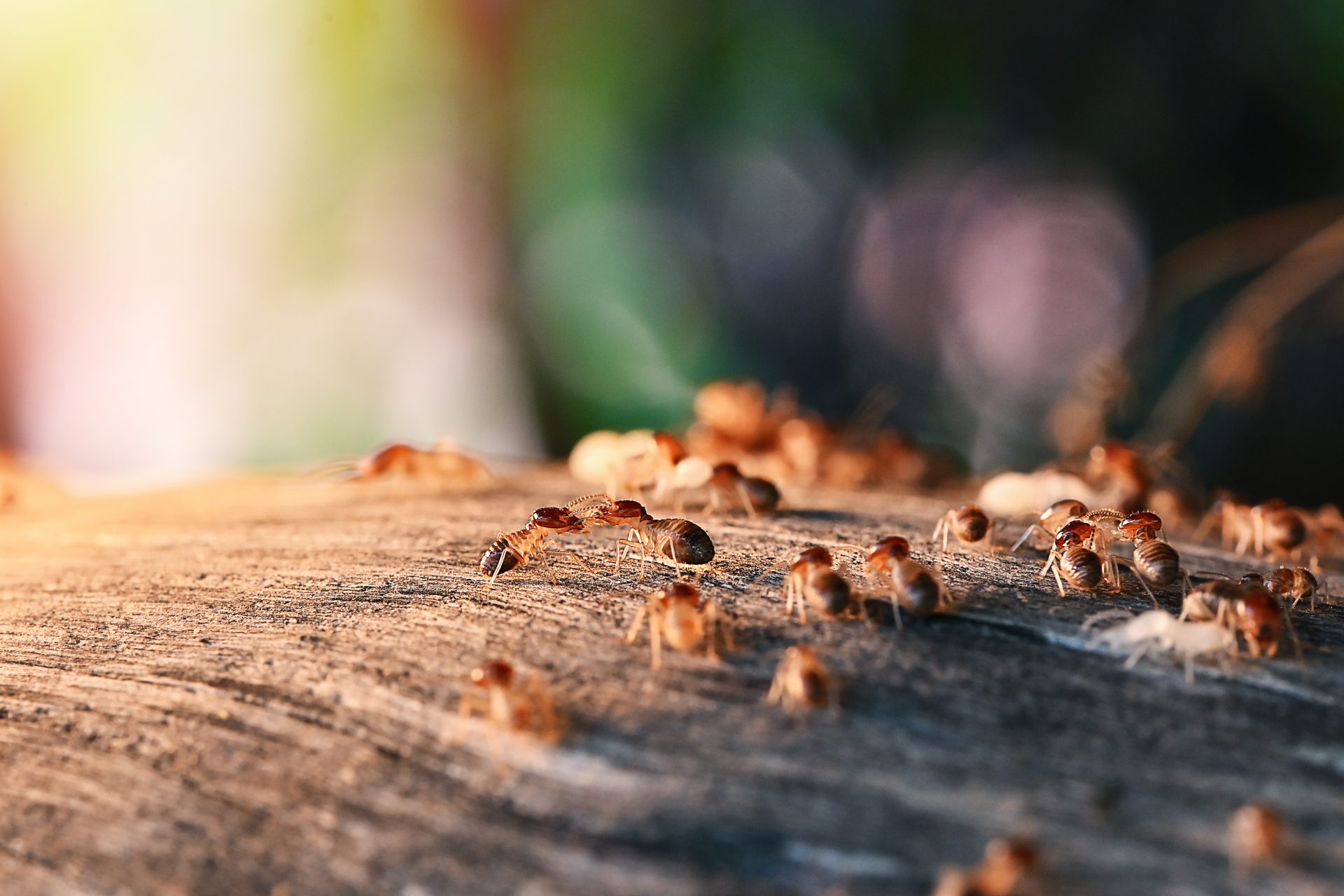 pest control kansas city