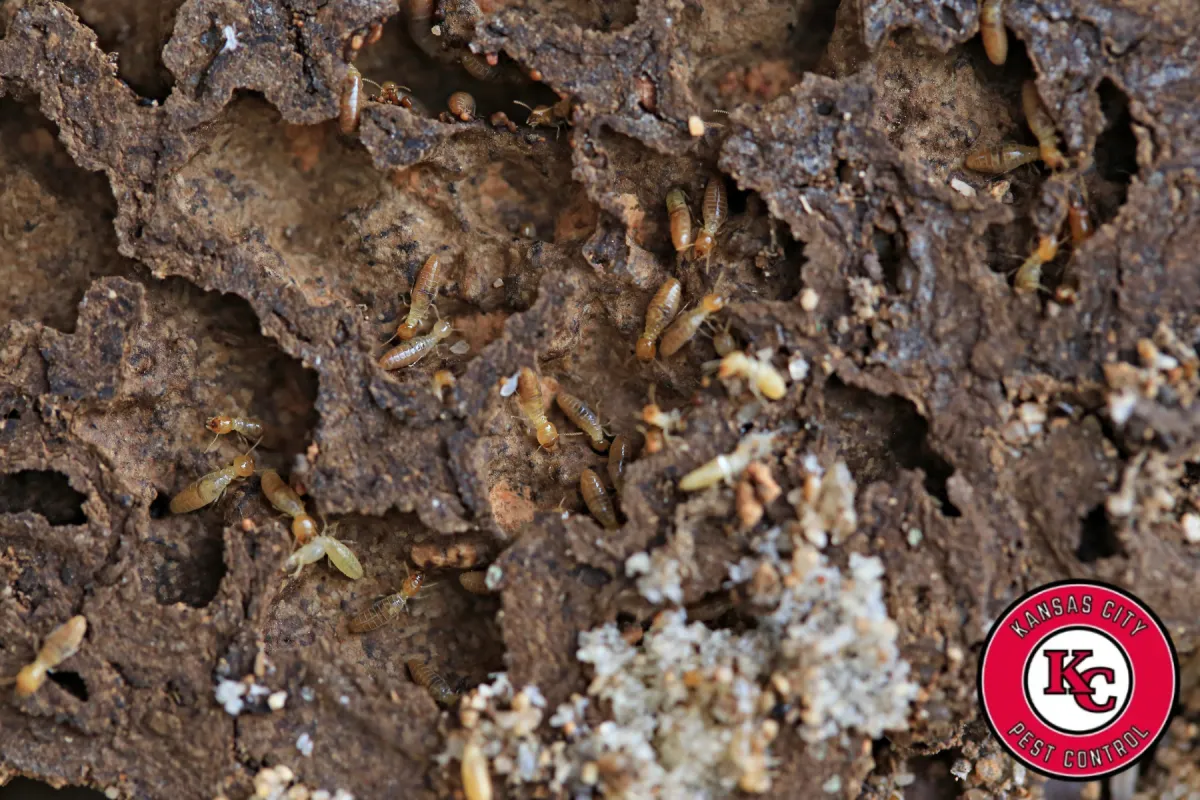 termites on wood