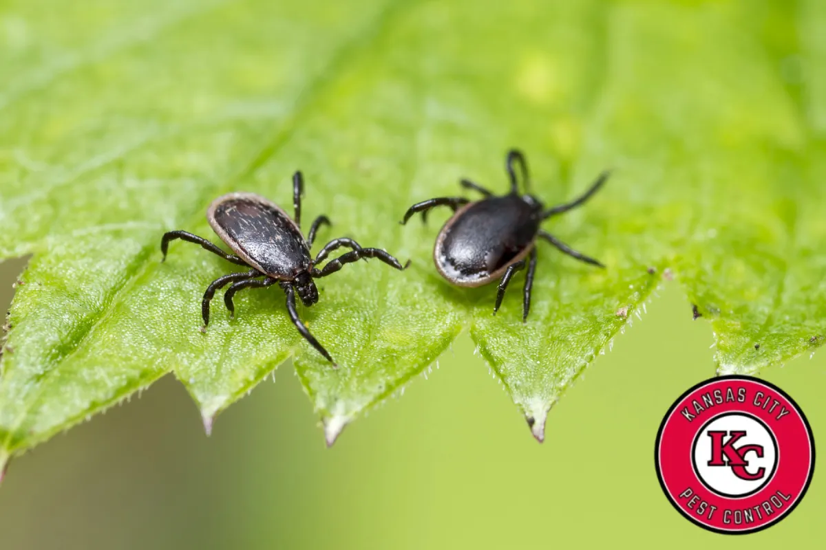 ticks on the plant