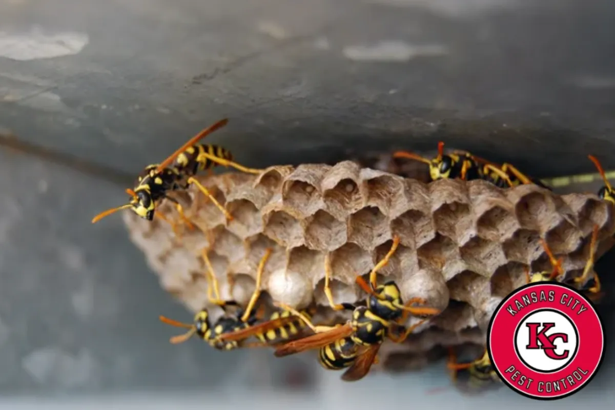 wasp nest