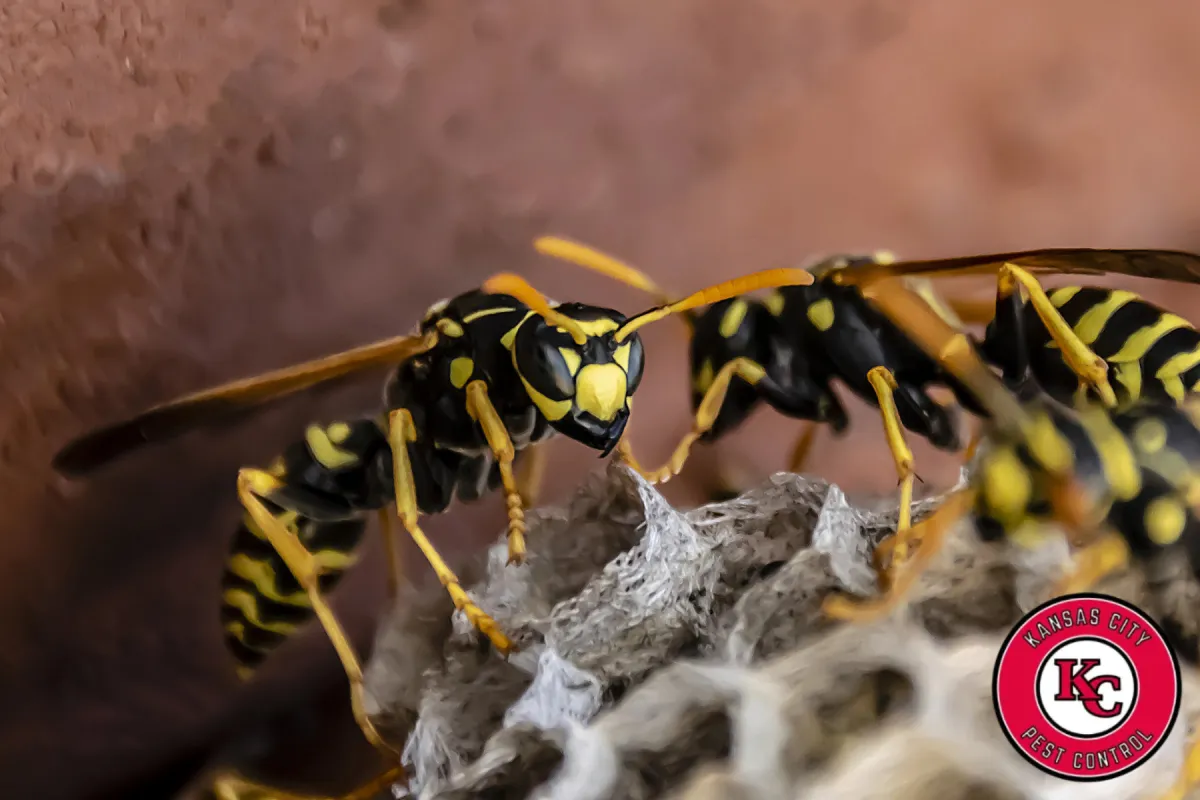 wasp sit on the hornets nest