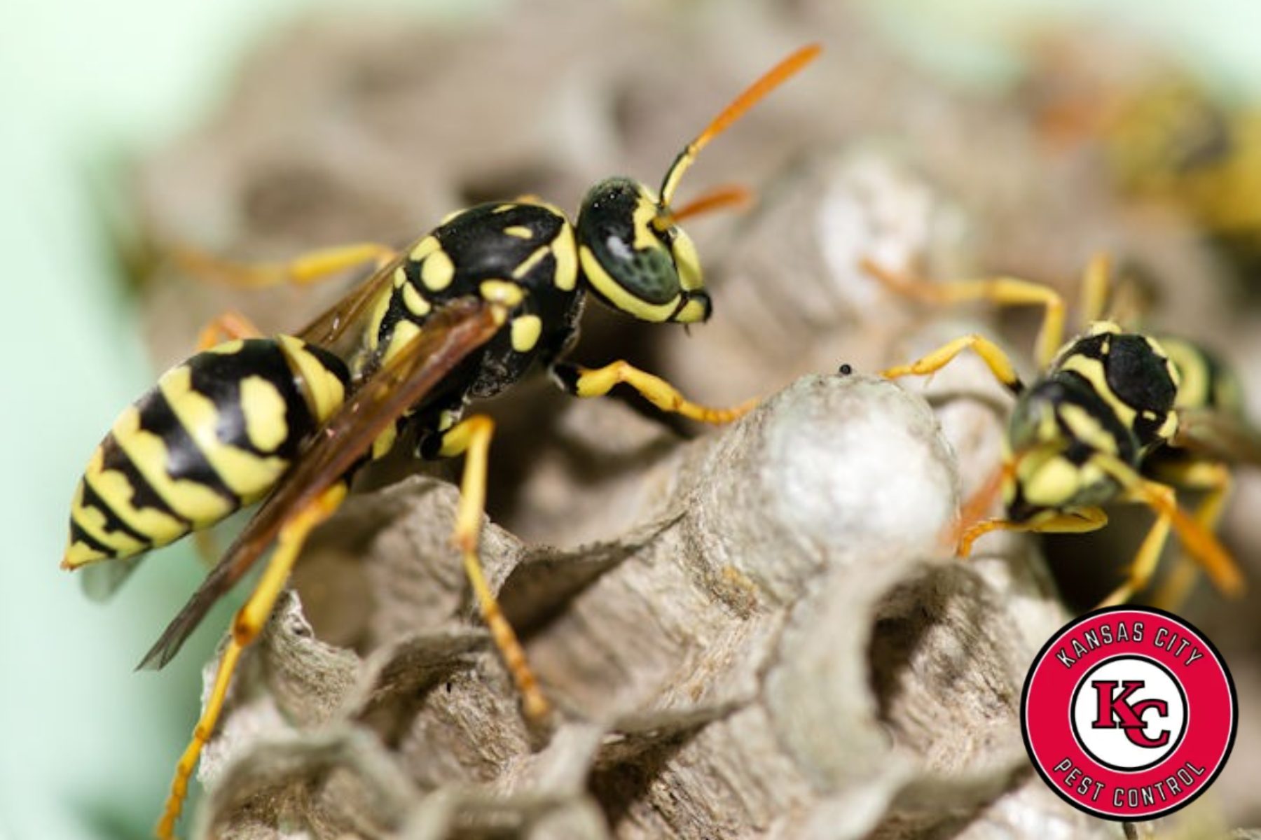wasps